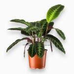 Калатея Варшевича ⌀12 ↑30 см