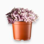 Купить Каллизия Розато ⌀10 ↑15 см