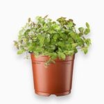 Купить Каллизия Тартли ⌀5 ↑10 см