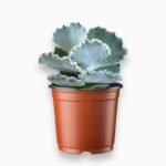 Купить Котиледон Ундулата ⌀5 ↑10 см