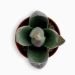 крассула гарнет лотус купить, Crassula Garnet Lotus, толстянка гарнет лотус, суккулент в горшке, миниатюрное комнатное растение, крассула уход, декоративный суккулент, растение для флорариума