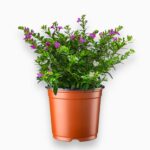 Купить Куфея Иссополистная ⌀13 ↑25 см