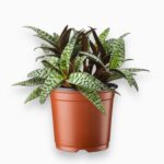 ледебурия купить, Ledebouria socialis, луковичные растения, леопардовое растение, комнатные растения с пятнами, неприхотливые растения, декоративнолистные, экзотические растения в горшке