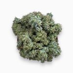 Купить Миртиллокактус Геометрический