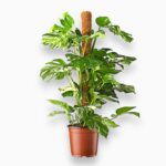 Купить Монстера Делициоза Вариегата на опоре ⌀27 ↑120 см