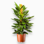 Купить Монстера Стандлейана Вариегата на опоре ⌀17 ↑70 см