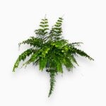 Купить Нефролепис Экзальтата Мачо ⌀20 ↑65 см