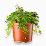 партеноциссус инсерта стриата купить, Parthenocissus inserta Striata, комнатная лиана, ампельное растение, лиана с узором на листьях, декоративно-лиственное растение, уход за партеноциссусом