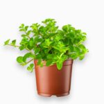 Пеперомия Ротундифолия купить, Peperomia rotundifolia, ампельное растение, растение с круглыми листьями, неприхотливое комнатное растение, зелёный каскад
