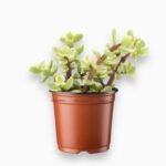 Портулакария Афра Вариегата купить, Portulacaria afra variegata, суккулент бонсай, пестролистный суккулент, компактное растение, неприхотливый цветок