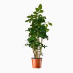 радермахера китайская купить, Radermachera sinica, декоративно-лиственное растение, комнатное дерево, радерамахера уход, растение для офиса, растение для дома, неприхотливое комнатное растение