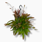 Рипсалис Ред Корал