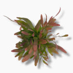 Рипсалис Ред Корал — изображение 2