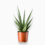 Купить Сансевиерия Цилиндрика Сэм ⌀8 ↑25 см