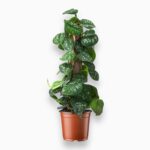 Купить Сциндапсус Пиктус Аргиреус на опоре ⌀15 ↑40 см