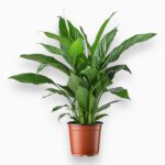 Купить Спатифиллум Бинго Купидо ⌀19 ↑80 см