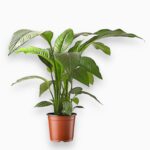 Спатифиллум Свит Себастьян купить, Spathiphyllum Sweet Sebastian, комнатные растения цветущие, спатифиллум уход, спатифиллум в горшке