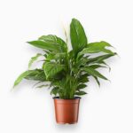 Купить Спатифиллум Торелли ⌀12↑40 см