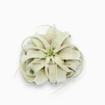 Купить Тилландсия Ксерографика ⌀9 ↑9 см