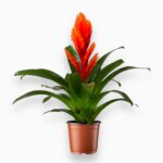 Купить Врезия Микс