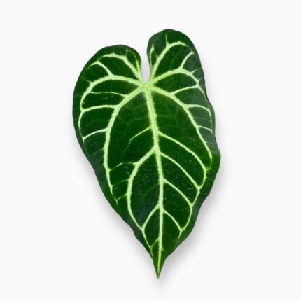 Заказать Антуриум Кристаллинум Регал ⌀12 ↑40 см