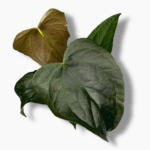 Антуриум Квин оф Хёртс — изображение 3