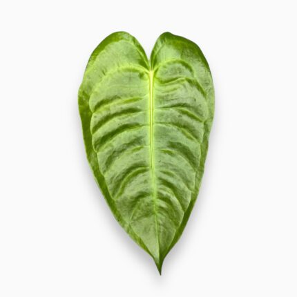 Заказать Антуриум Вейча