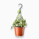 Купить Церопегия Линеарис Мерел ⌀14 ↑30 см