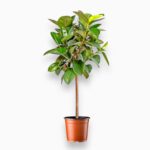 Купить Фикус Эластика Робуста штамб ⌀24 ↑120 см