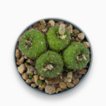 Купить Кактус Фрайеля Перумбиликата