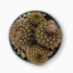 Купить Кактус Фрайеля Рубриспина