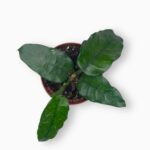 Купить Хойя Виллоза