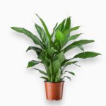 Купить Спатифиллум Беллини ⌀13 ↑40 см