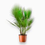 Купить Вашингтония Филлера ⌀21 ↑110 см