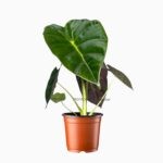 Алоказия Голден Бони купить, Alocasia Golden Boni, редкие алоказии, алоказия с жёлтыми черешками, тропическое комнатное растение, алоказия уход