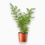 Купить Аспарагус Денсифлорус Цвебе ⌀12 ↑35 см