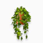 дисхидия овата мелон купить, Dischidia ovata Melon, ампельное растение, арбузное растение, редкое комнатное растение, растение для флорариума