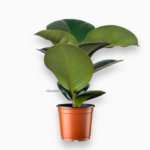 фикус софия купить, ficus elastica sofia, фикус вариегатный, фикус светлый, фикус каучуконосный, комнатный фикус, фикус в горшке, декоративный фикус, фикус эластика с белыми листьями