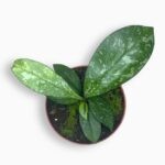 Купить Хойя Крассипетиолата Сплэш