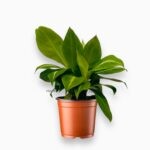 Спатифиллум Сильвет Стрик ⌀14 ↑30 см