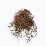 Купить Селагинелла Патина ⌀12 ↑20 см