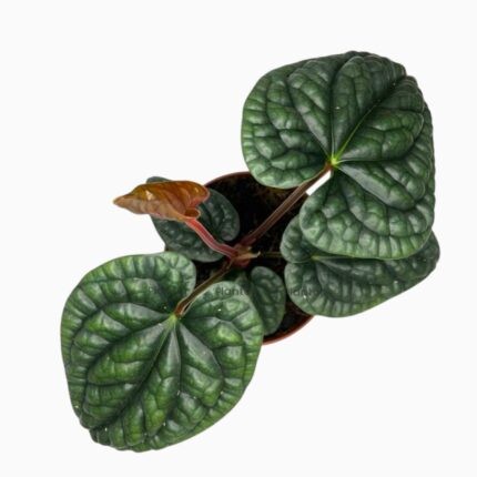 Купить Антуриум Люксурианс Радиканс ⌀12 ↑30 см