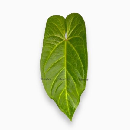 Заказать Антуриум Магнификум Нигроламинум ⌀17 ↑50 см