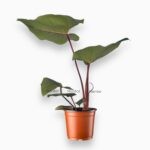 Филодендрон Серпенс ⌀12 ↑35 см