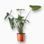 Алоказия Сибериан Тайгер ⌀17 ↑60 см