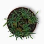 Эуфорбия Буплеурифолия