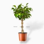 Фикус Бенджамина Тарана переплетенный ⌀12 ↑40 см