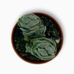 Купить Крассула Децептор ⌀5 ↑10 см