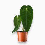 Антуриум Кверемаленс купить, Anthurium Queremalense, бархатный антуриум, антуриум с прожилками, декоративнолистное растение, антуриум для интерьера