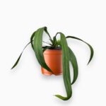 антуриум виттарифолиум купить, Anthurium vittarifolium, антуриум с длинными листьями, редкий антуриум, коллекционное растение, антуриум уход, эпифит в горшке, антуриум подвесной, декоративно-лиственное растение